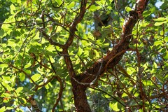 Arbutus menziesii