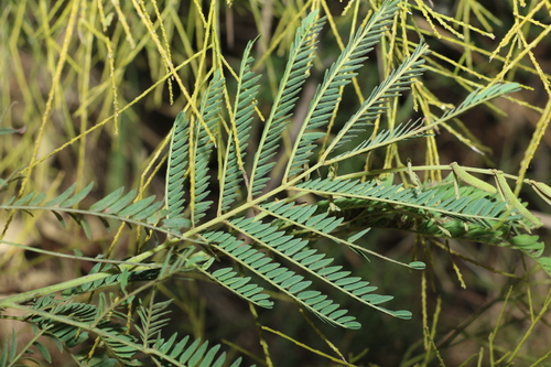 Image of Acacia glaucocarpa by (c) Greg Tasney, some rights reserved (CC BY-SA)