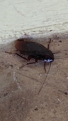 Periplaneta brunnea