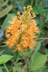 Platanthera chapmanii