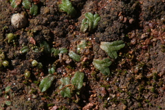 Riccia