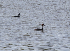 Podiceps cristatus