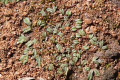 Riccia
