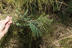 Acacia glaucocarpa