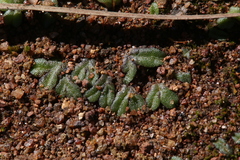 Riccia