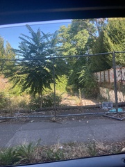 Ailanthus