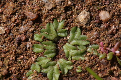 Riccia
