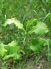 Crepis sibirica