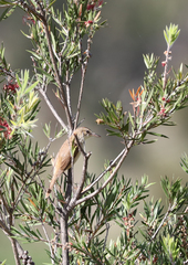 Acrocephalus australis