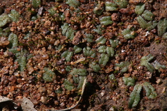 Riccia
