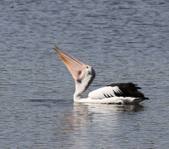 Pelecanus conspicillatus