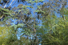 Acacia glaucocarpa
