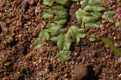 Riccia