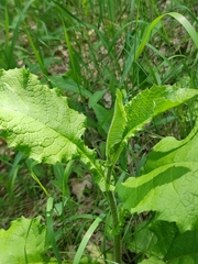 Crepis sibirica