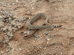 Crotalus atrox