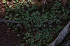 Riccia