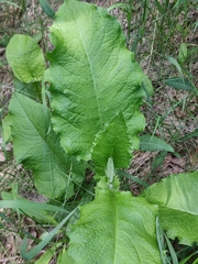 Crepis sibirica