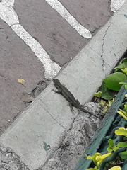Sceloporus grammicus