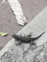 Sceloporus