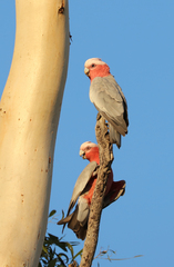 Eolophus roseicapilla