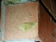 Lambdina fiscellaria