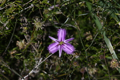 Thysanotus