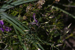 Thysanotus