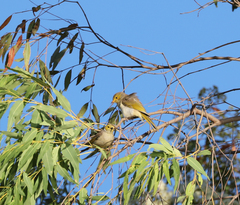 Ptilotula penicillata