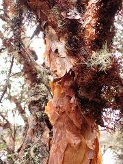 Polylepis