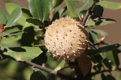 Amphibolips quercuspomiformis