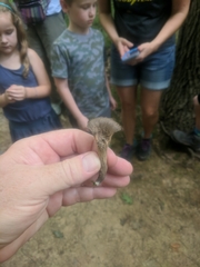 Craterellus cornucopioides