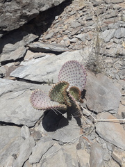 Opuntia rufida