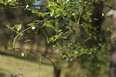 Jasminum didymum