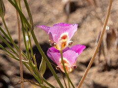 Calochortus venustus