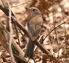 Colluricincla harmonica