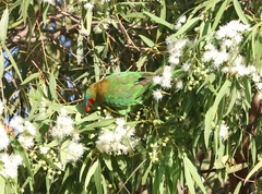 Glossopsitta concinna