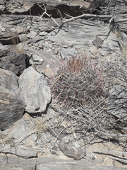 Ferocactus wislizeni