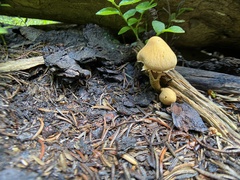 Cystoderma amianthinum