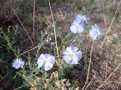 Linum austriacum