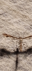 Pterophorinae