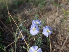 Linum austriacum
