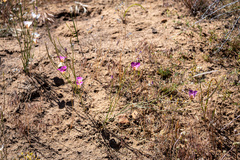 Calochortus venustus