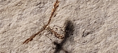 Pterophorinae