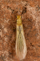 Plecoptera