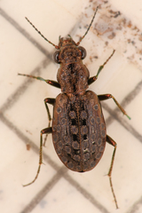 Elaphrus lapponicus lapponicus