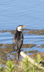 Microcarbo melanoleucos