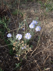 Linum austriacum