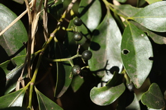 Psydrax odorata odorata