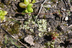 Riccia