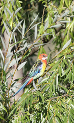 Platycercus eximius